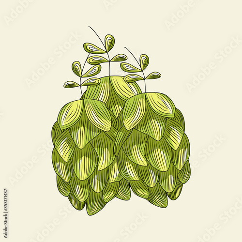 Green hops for brewing isolated on light background. Hand drawn hops herb.