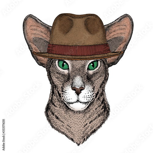 Oriental shorthair cat head. Portrait of animal. Fedora classic hat.