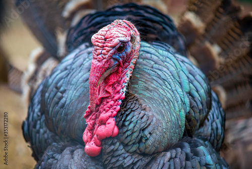 Portrait of Wild Turkey, Meleagris gallopavo, blue and red head. Red and blue head of bird. Black plumage bird.