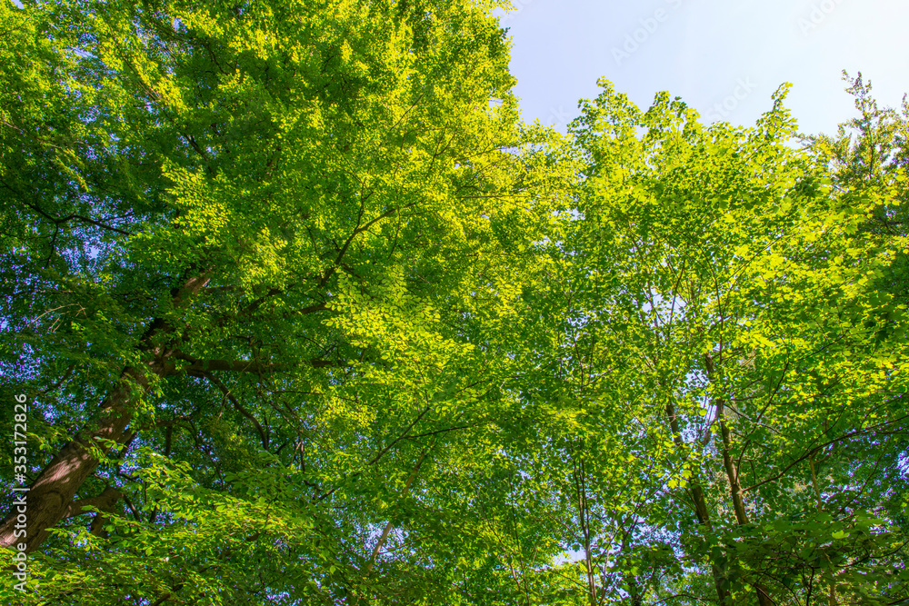 Fototapeta premium Trees in a forest in sunlight in a spring morning