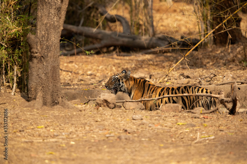 Tigress near a water hole   Tadoba Andhari Tiger Reserve  India