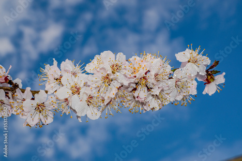 spring, may, clear, day, walking, walk, street, landscape, nature, flora, distance, space, blue, sky, white, clouds, light, shadow, vegetation, branch, apricot, tree, pink, flowers, drops, rain, obser photo