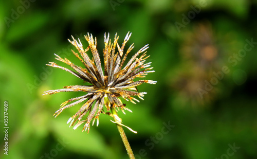 Bidens pilosa seeds. This pilosa can stick on clothes and it is difficult to remove or dislodge from clothes once it sticked. isolated Bidens pilosa seeds.