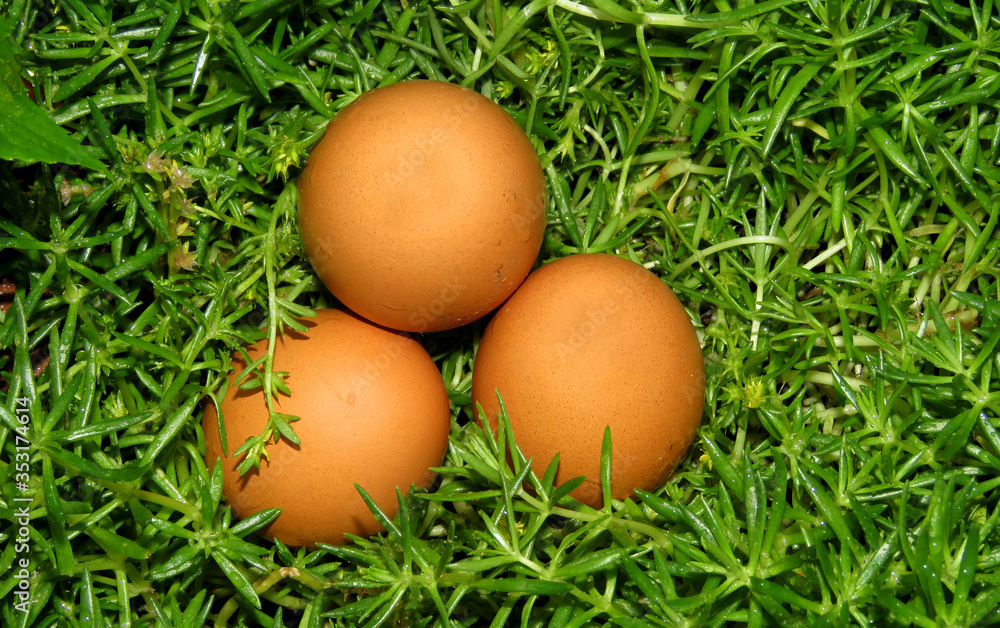 Eggs in the grass,Isolated Eggs in the Garden,Easter eggs Eggs in the grass,Isolated Eggs in the Garden,Easter eggs