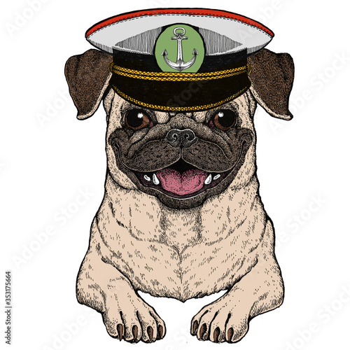 Pug. Cute animal portrait. Dog head.
