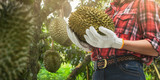 Closeup hand farmer wearing gloves harvest holding durian in durians orchard.