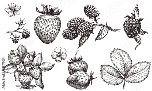 Strawberry and blackberry