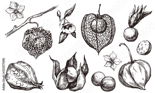 physalis