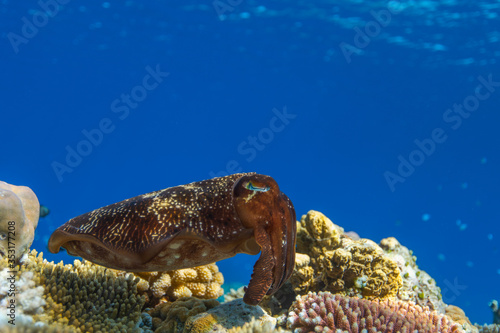 Cuttlefish on a colorful coral reef and the water surface in background