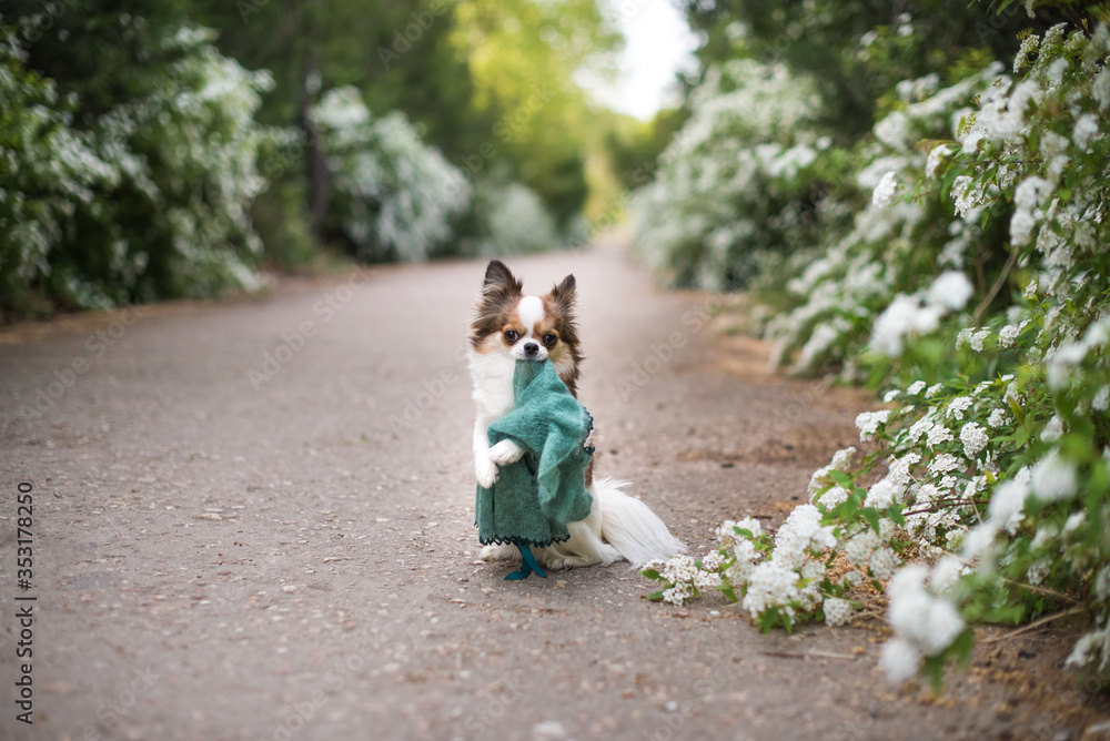Obraz premium chihuahua in white flowers