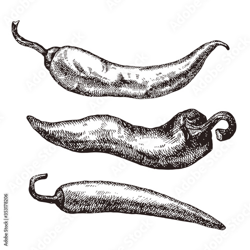 Chili pepper hand drawn vector