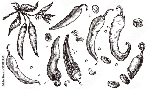 Chili pepper hand drawn set