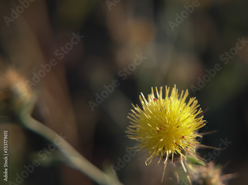 kwiat łąka natura makro bokeh