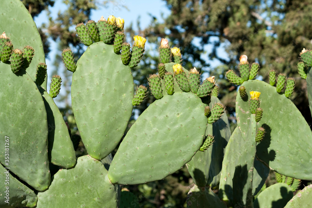 Opuntia cactus leaves with flowers and fruit Opuntia cactus leaves with flowers and fruit
