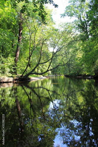reflection of trees in water, отражение деревьев в воде