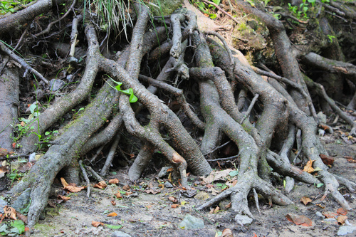tree roots, корни дерева