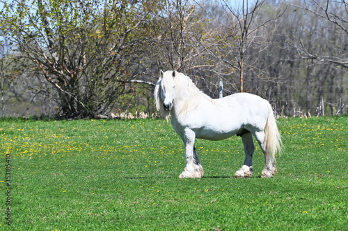 Принти на полотні Old White Horse
