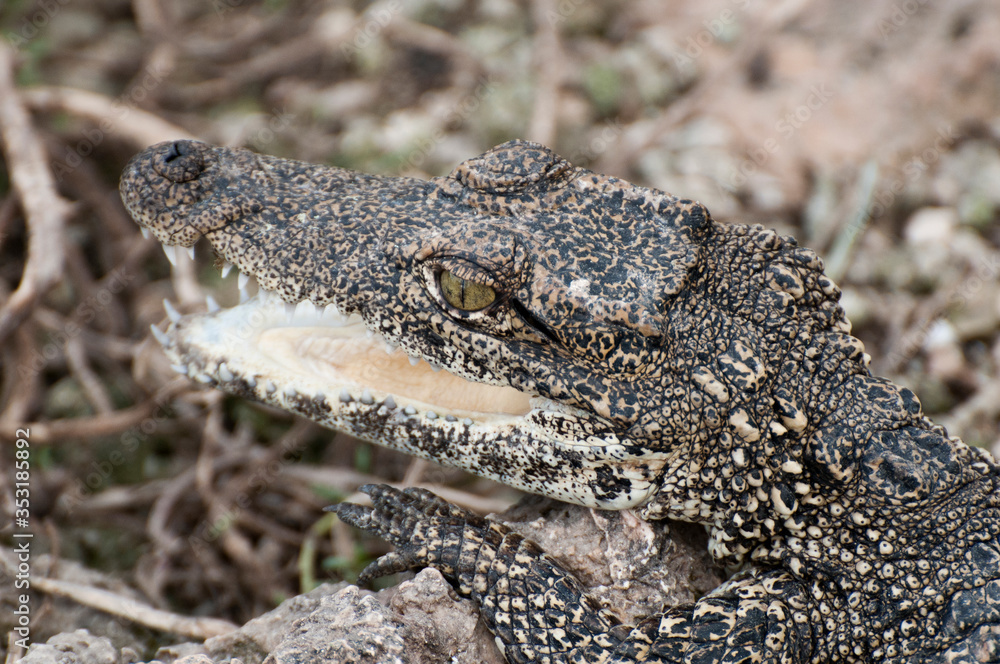 Fototapeta premium Youth crocodile