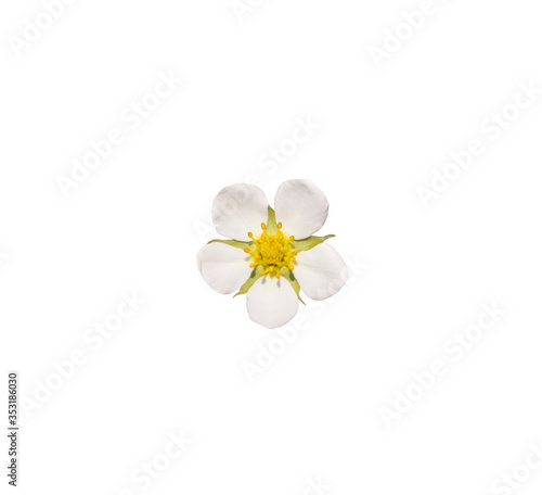 white flower isolate on white background