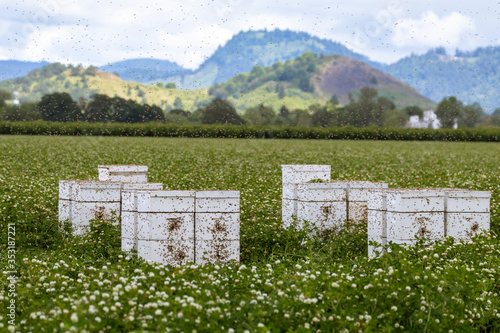 Cuadro en lienzo Honeybees and beehives in a field of clover in the Willamette Valley of Oregon