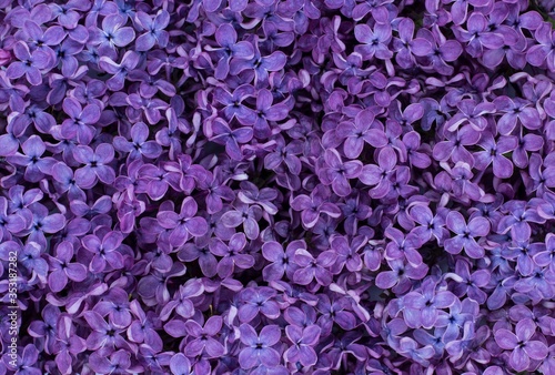 photo background texture purple lilac