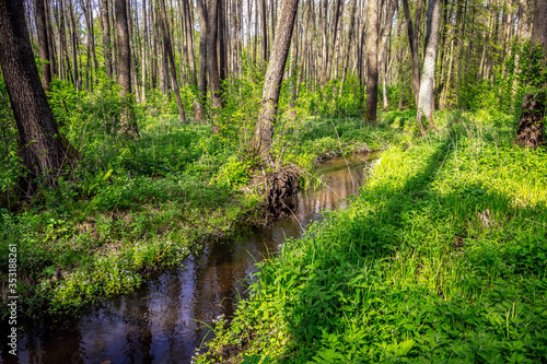 A small calm river in the forest, a lot of green bushes and grass. Soft focus © Aliaksandr Kisel