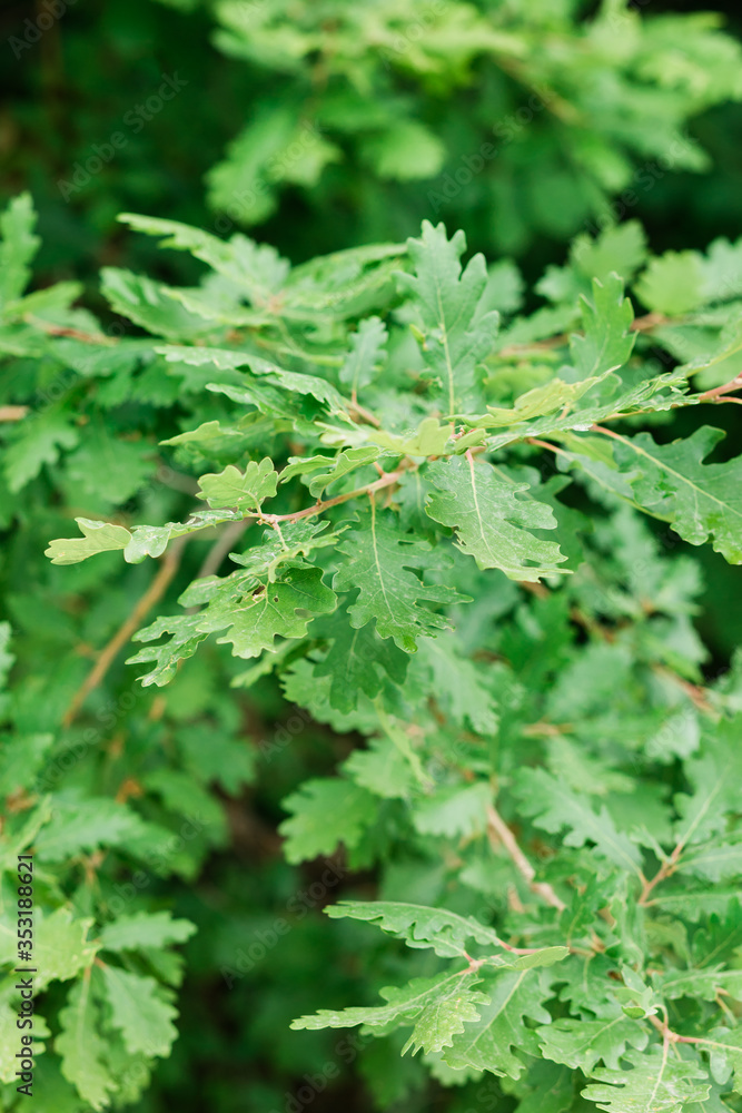 Lush green leaves in deep forest in springtime Lush green leaves in deep forest in springtime