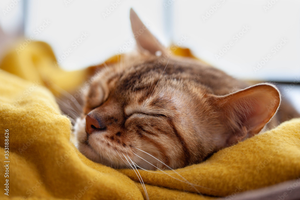 sleeping bengal cat in yellow blanket