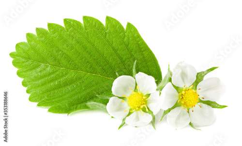 strawberry green leaf with flowers isolated on white background