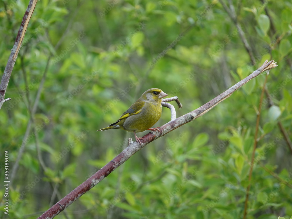 Obraz premium greenfinch (Carduelis chloris)