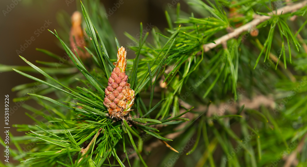 Flowering pine branch, the formation of cones, green needles Flowering pine branch, the formation of cones, green needles