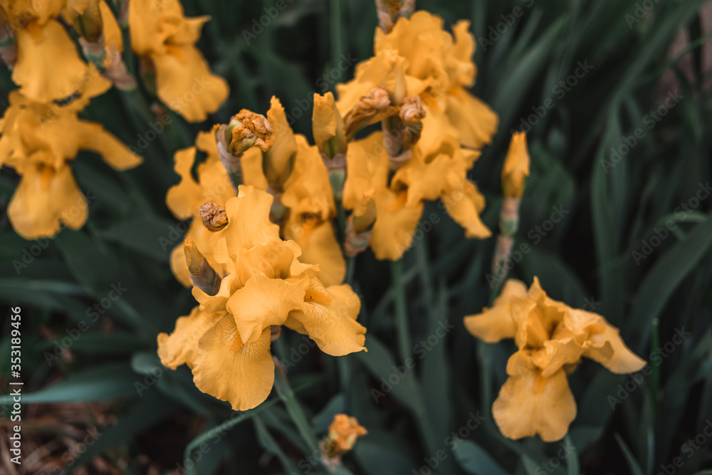 Yellow irises grow in a flower bed Yellow irises grow in a flower bed