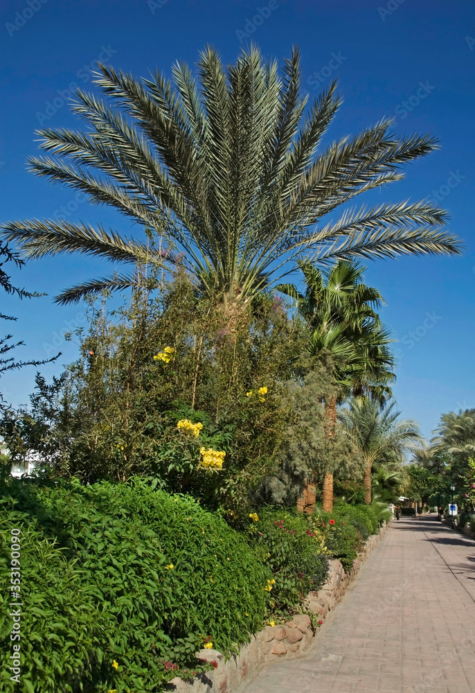 Boulevard in Sharm el-Sheikh. Egypt