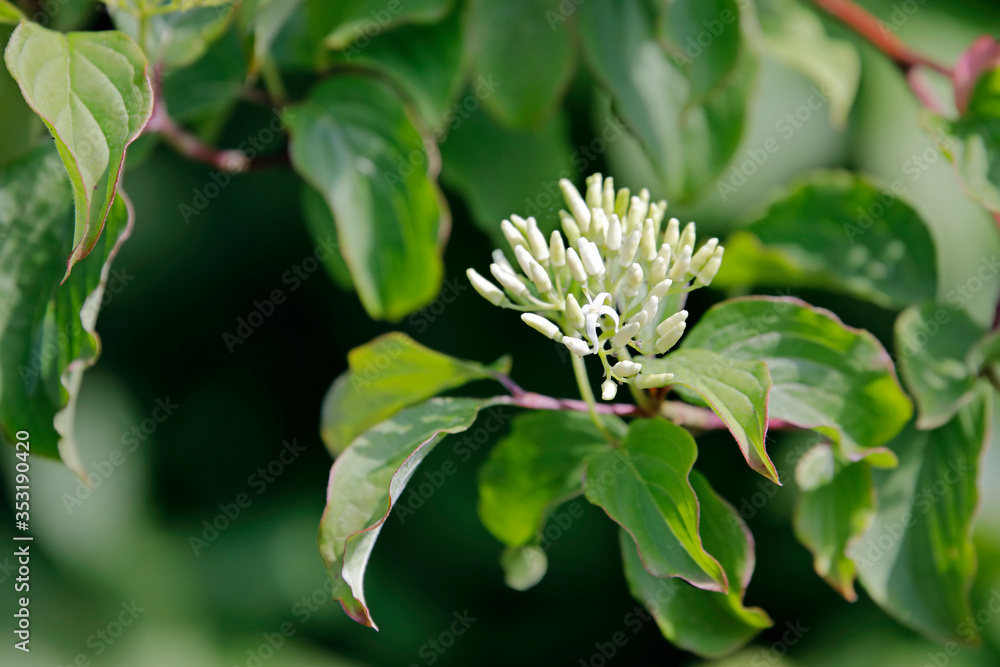 Fototapeta premium Die Blüte des Hartriegel-Strauches