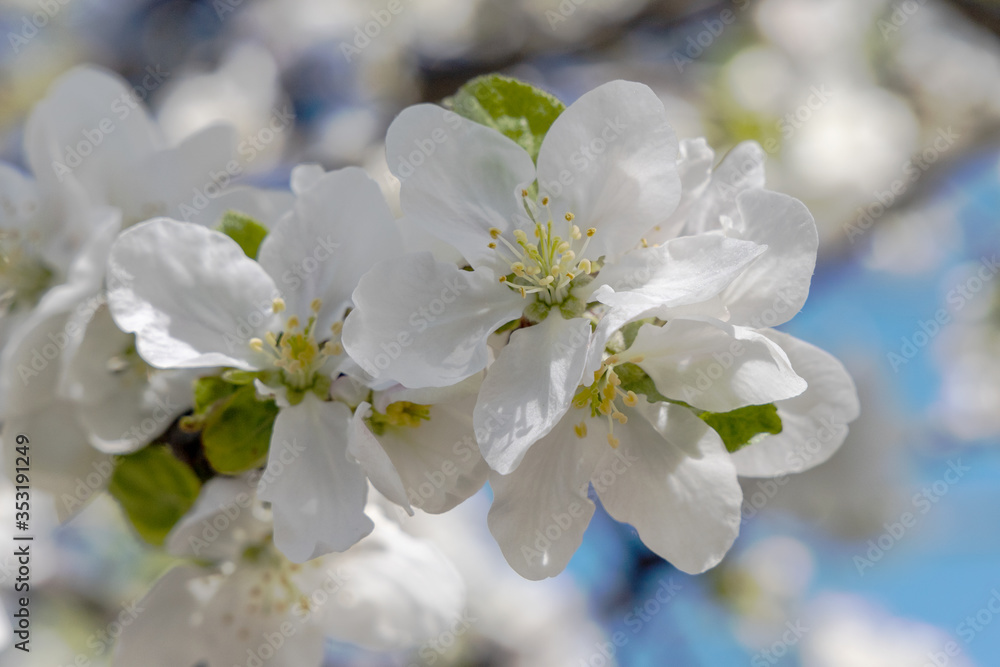Image of a blooming flower of apple tree. Blurry branches of blooming apple trees background. 