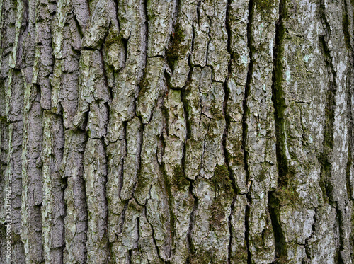 The bark of the trunk of an oak tree with remnants of moss in uniform illumination. Textured background.