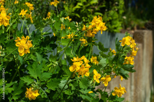 Fototapeta Naklejka Na Ścianę i Meble -  yellow flowers of a greater celandine in a garden