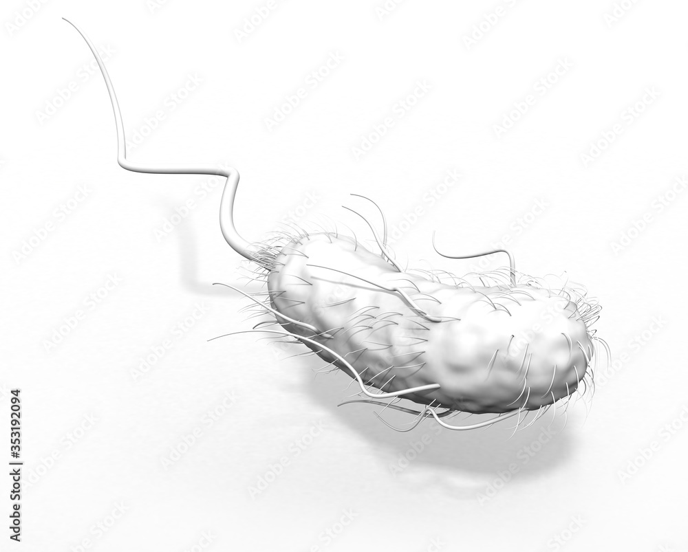 Poster Escherichia coli bacteria (E. coli). 3D illustration – Wall Art ...