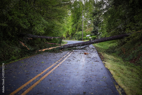 Tree in road