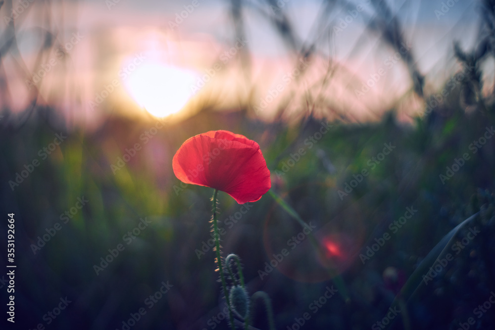samotny czerwony kwiat o zachodzie słońca - obrazy, fototapety, plakaty 