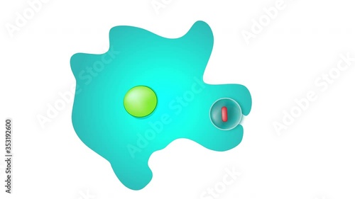 Amoeba. Explain the nutrition process in an Amoeba.