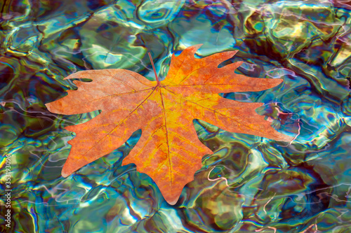 Red maple leaf floating on turqouise water