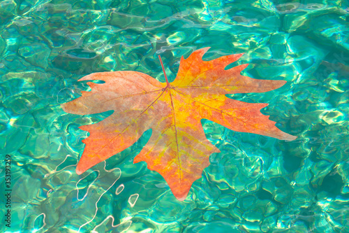 Red maple leaf floating on turqouise water