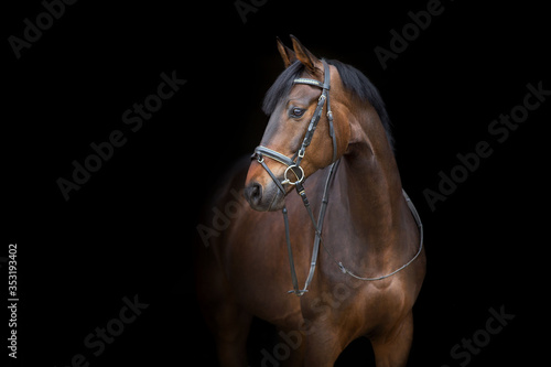 Horse portrait in bridle on black background © callipso88