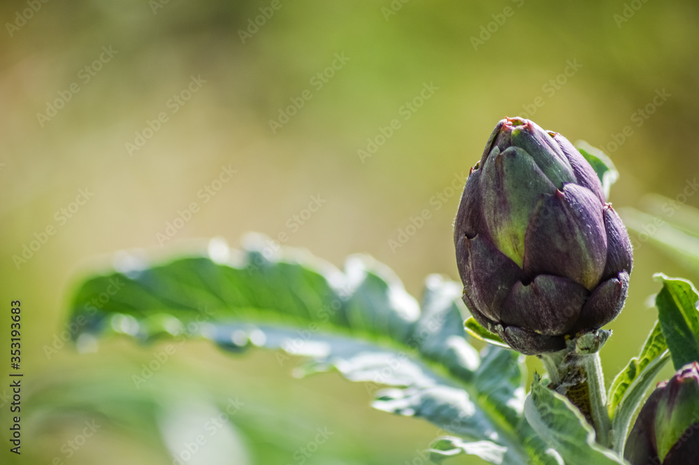 purple organic artichokes on the plant close up purple organic artichokes on the plant close up