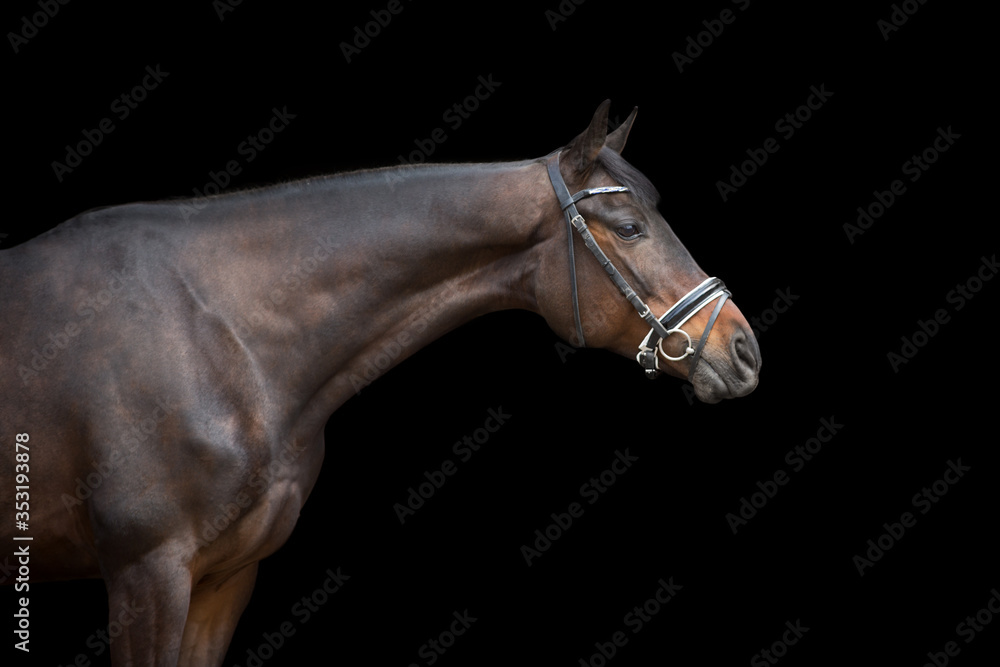 Fototapeta premium Horse portrait in bridle on black background