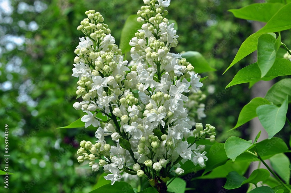 White velvet lilac in the garden White velvet lilac in the garden
