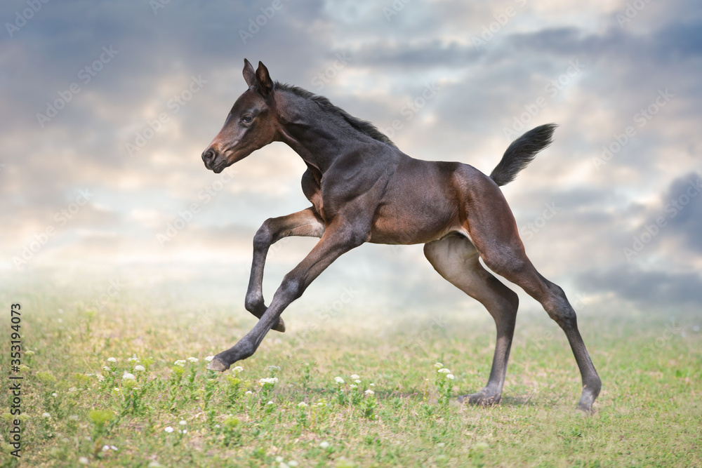 Foal run gallop on green pasture against sky Foal run gallop on green pasture against sky