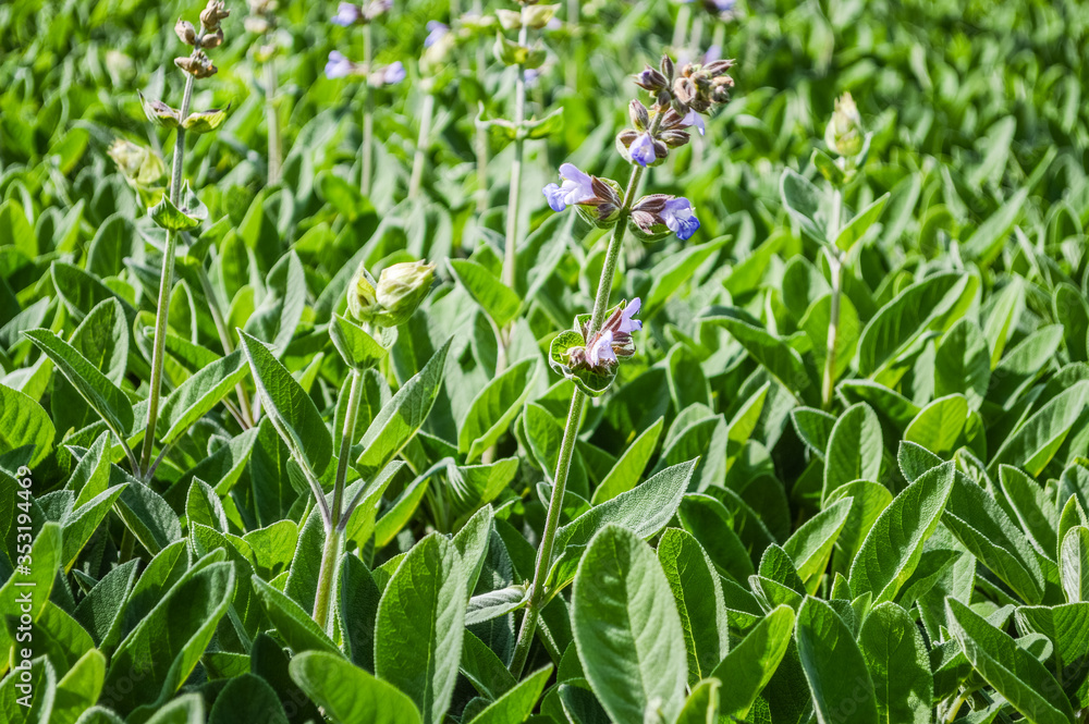 Salvia officinalis maxima - Field of plants with flowers Salvia officinalis maxima - Field of plants with flowers