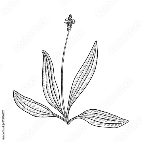 vector drawing plantain